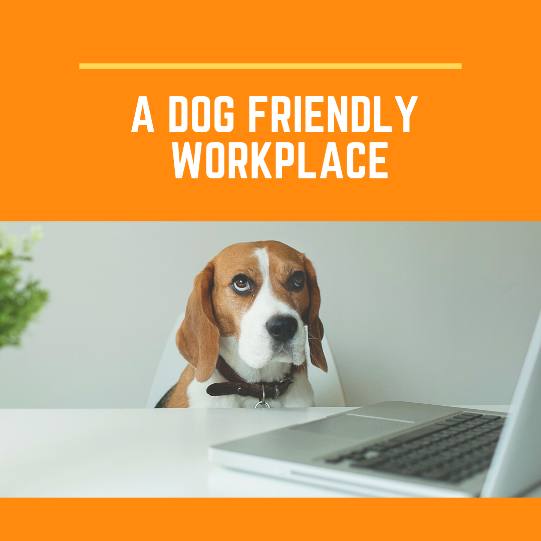 dog-friendly-workplace